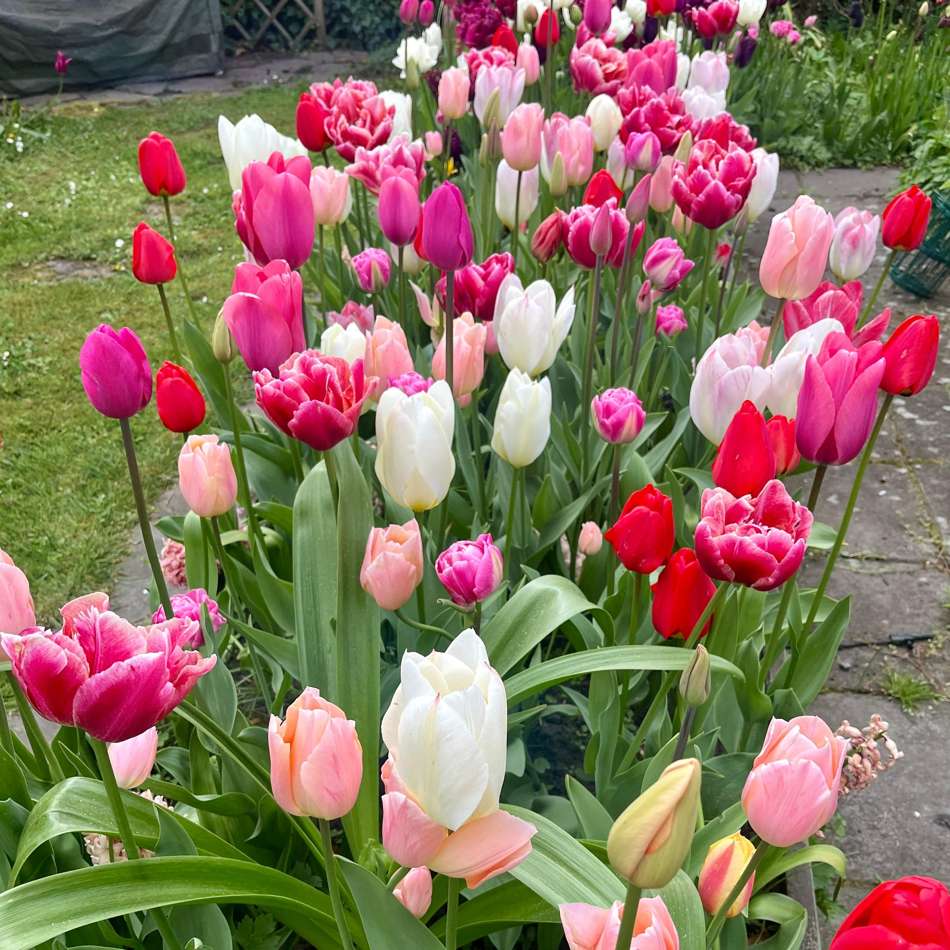 'Svaneke Delight' exklusiv lökmix